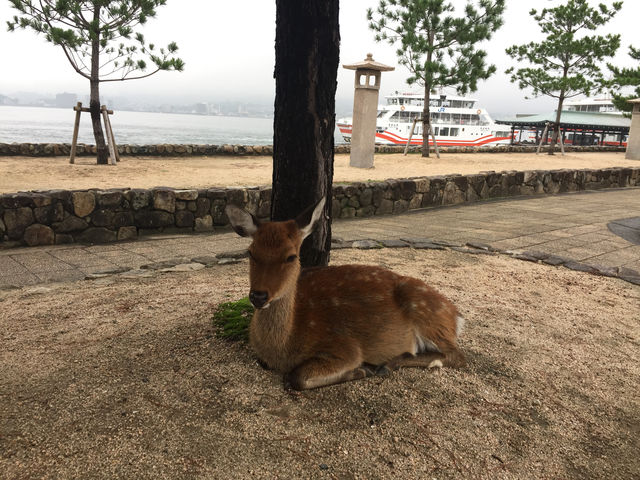 f:id:mayurin2018:20180921201305j:plain f:id:mayurin2018:20180921201305j:plain