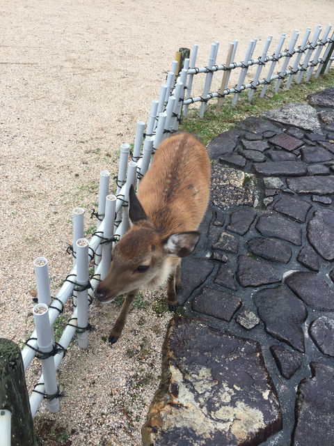 f:id:mayurin2018:20180921201311j:plain f:id:mayurin2018:20180921201311j:plain