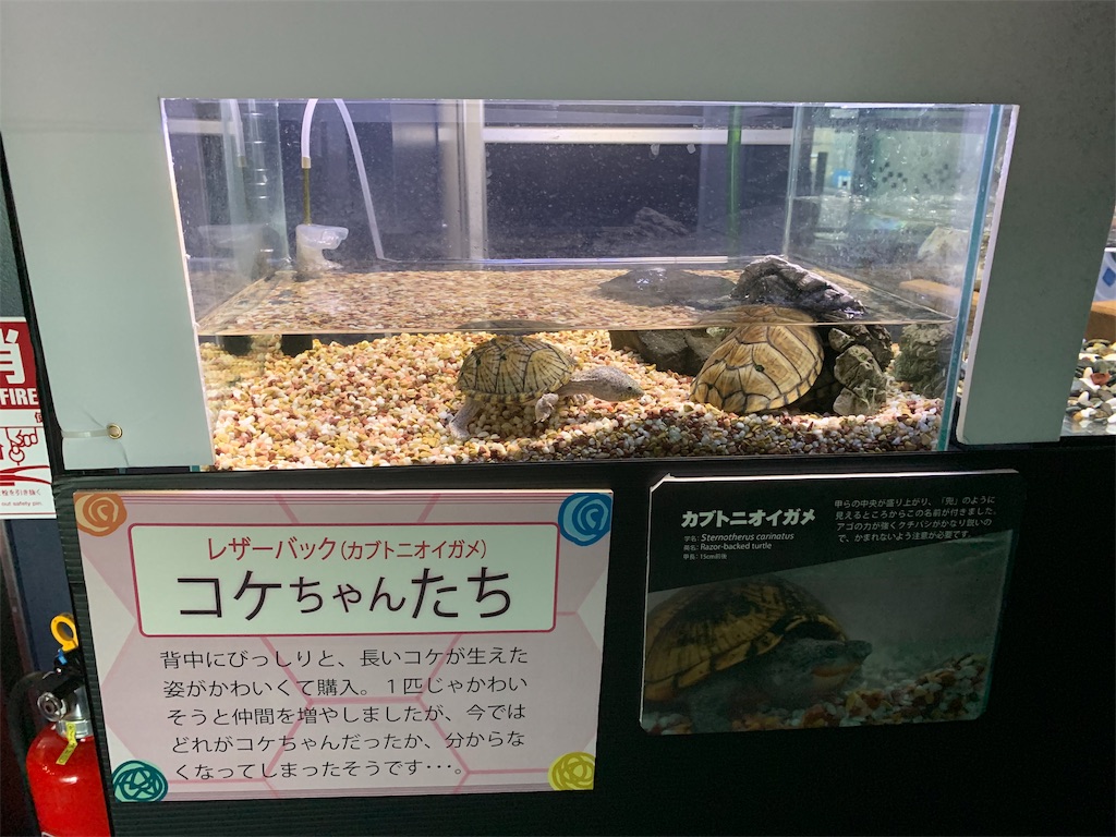 f:id:mayurin2018:20190318162756j:image f:id:mayurin2018:20190318162756j:image