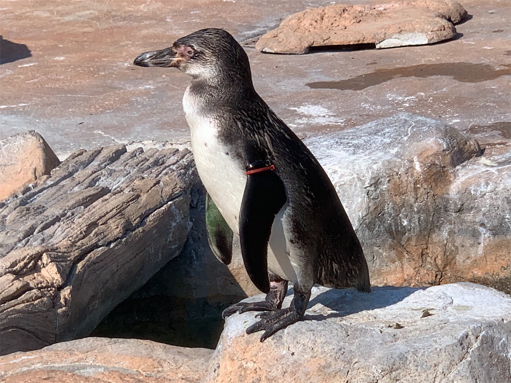 f:id:mayurin2018:20190804224601j:plain