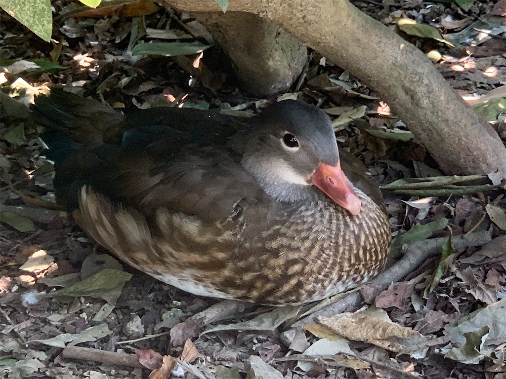 f:id:mayurin2018:20190804225211j:plain