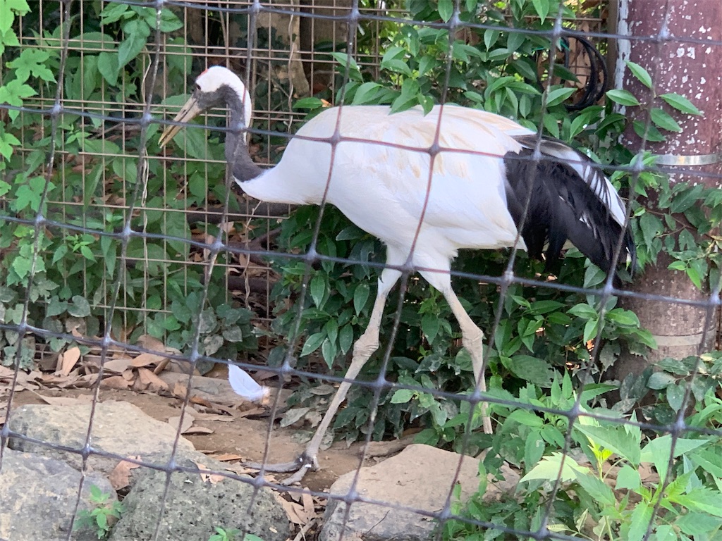 f:id:mayurin2018:20190804225543j:plain