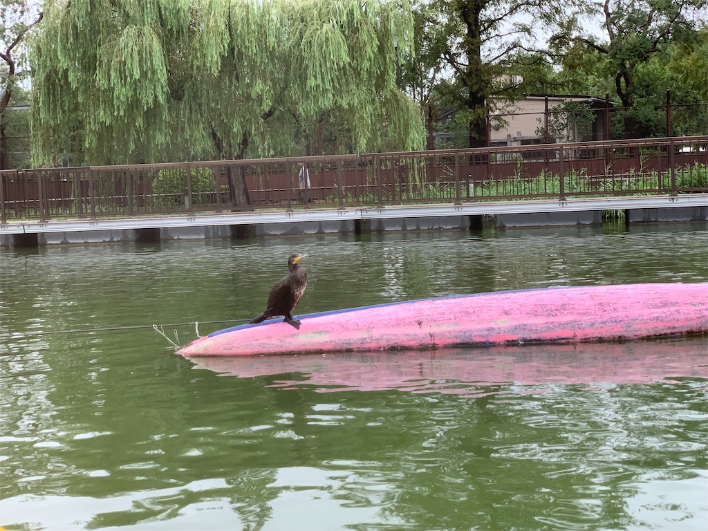 f:id:mayurin2018:20190916180301j:plain f:id:mayurin2018:20190916180301j:plain