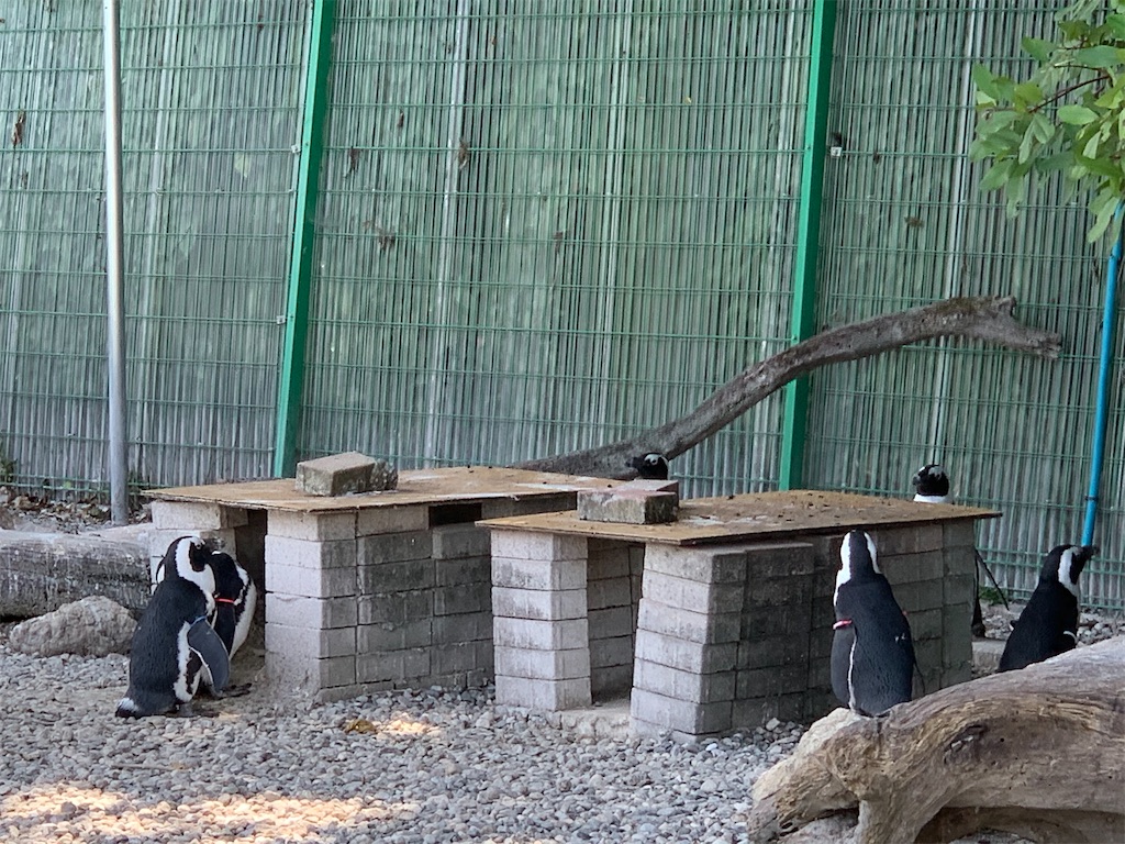 f:id:mayurin2018:20200607133229j:plain