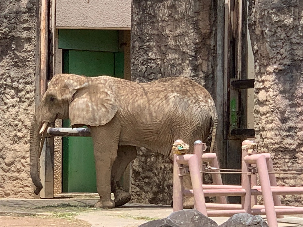 f:id:mayurin2018:20200611122136j:plain