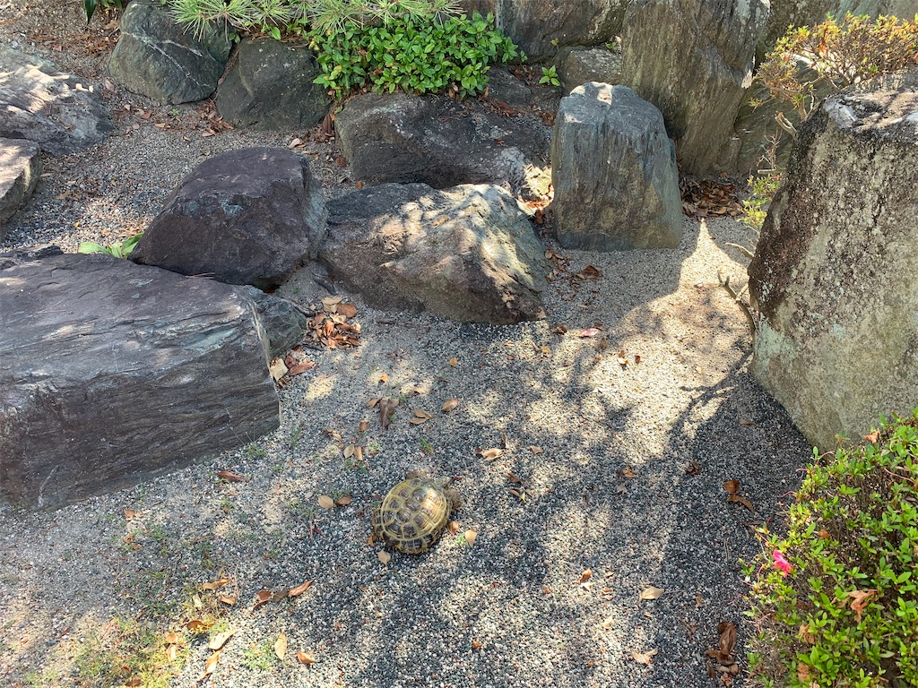 f:id:mayurin2018:20220622083138j:image