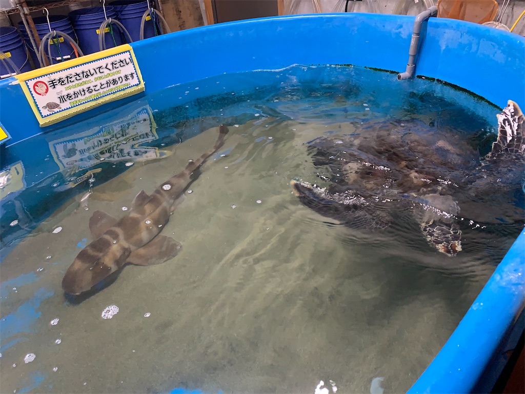 f:id:mayurin2018:20220624153443j:image