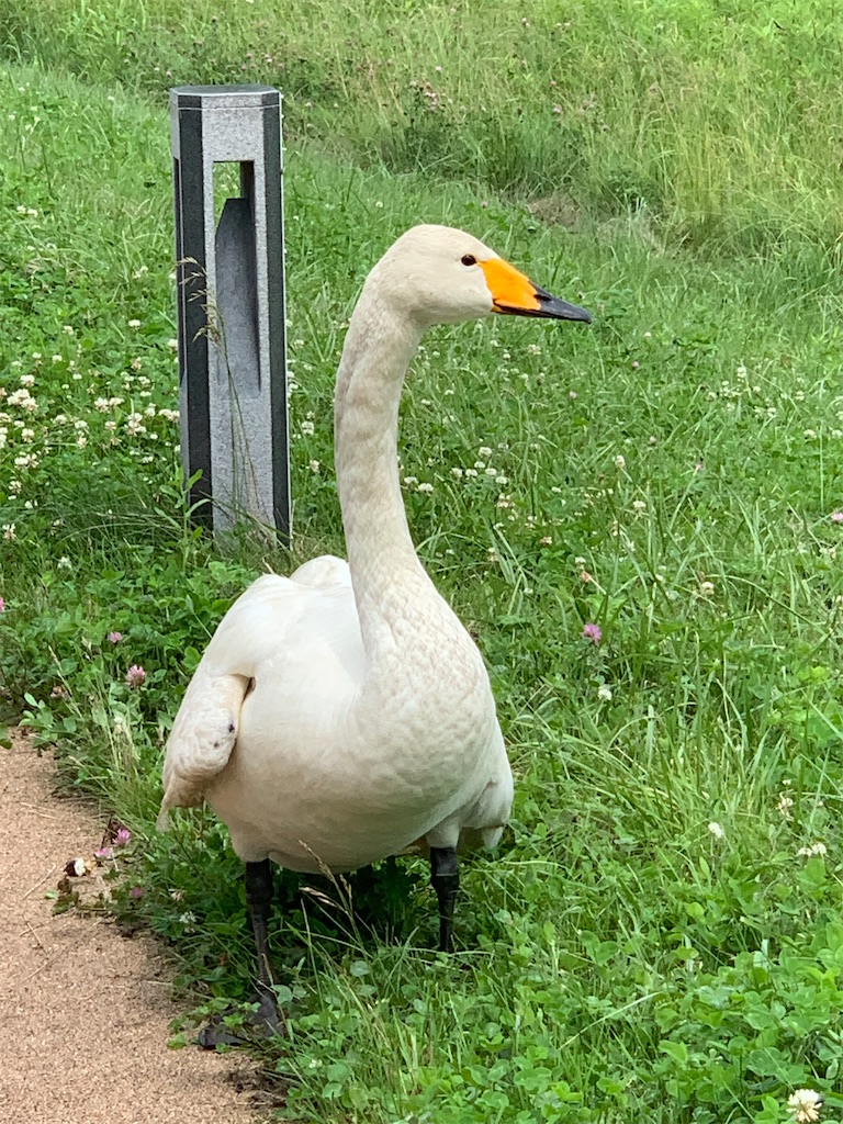 f:id:mayurin2018:20220705132904j:image f:id:mayurin2018:20220705132904j:image