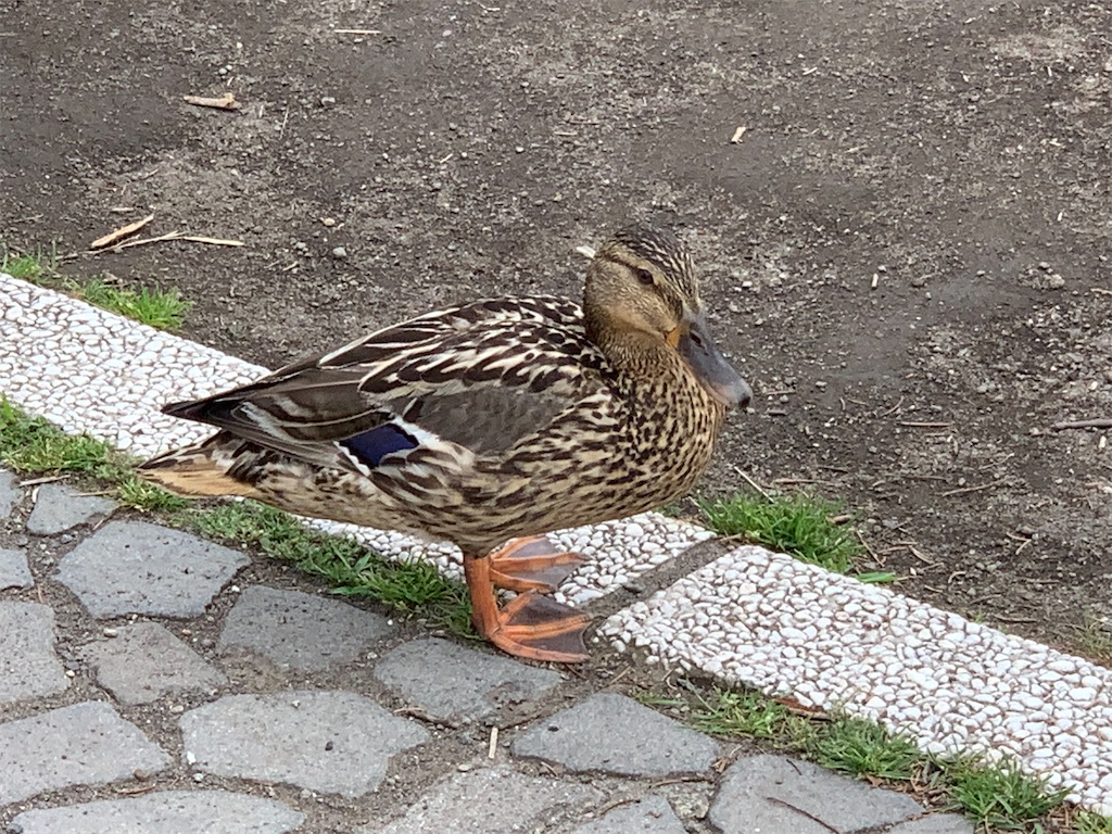 f:id:mayurin2018:20220705145209j:image f:id:mayurin2018:20220705145209j:image