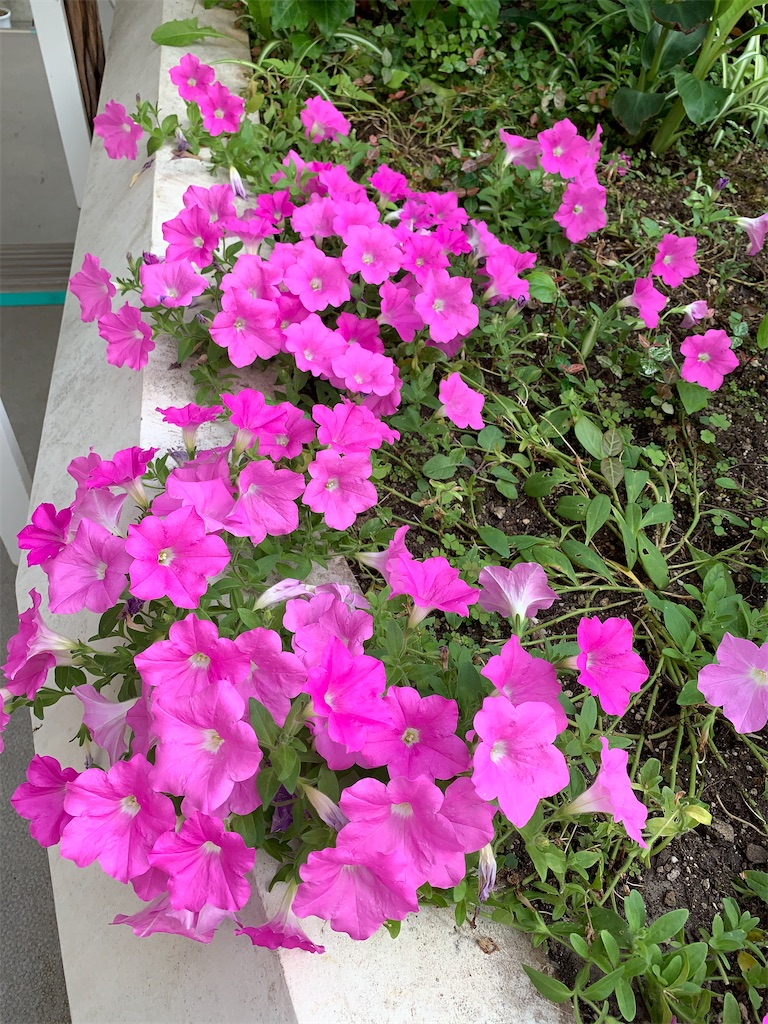 f:id:mayurin2018:20220728193820j:image f:id:mayurin2018:20220728193820j:image