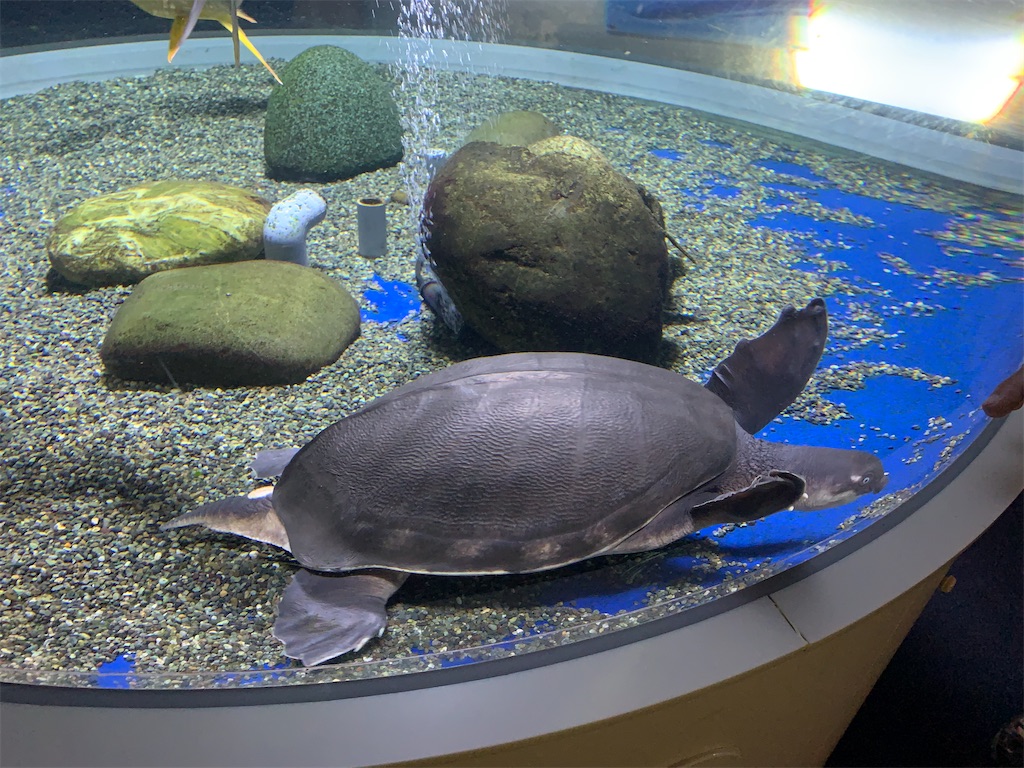 f:id:mayurin2018:20220927051014j:image f:id:mayurin2018:20220927051014j:image