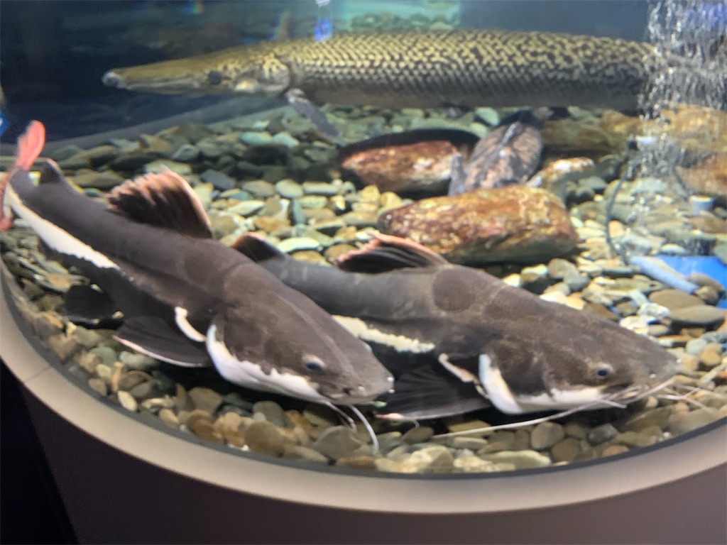 f:id:mayurin2018:20220927051215j:image f:id:mayurin2018:20220927051215j:image