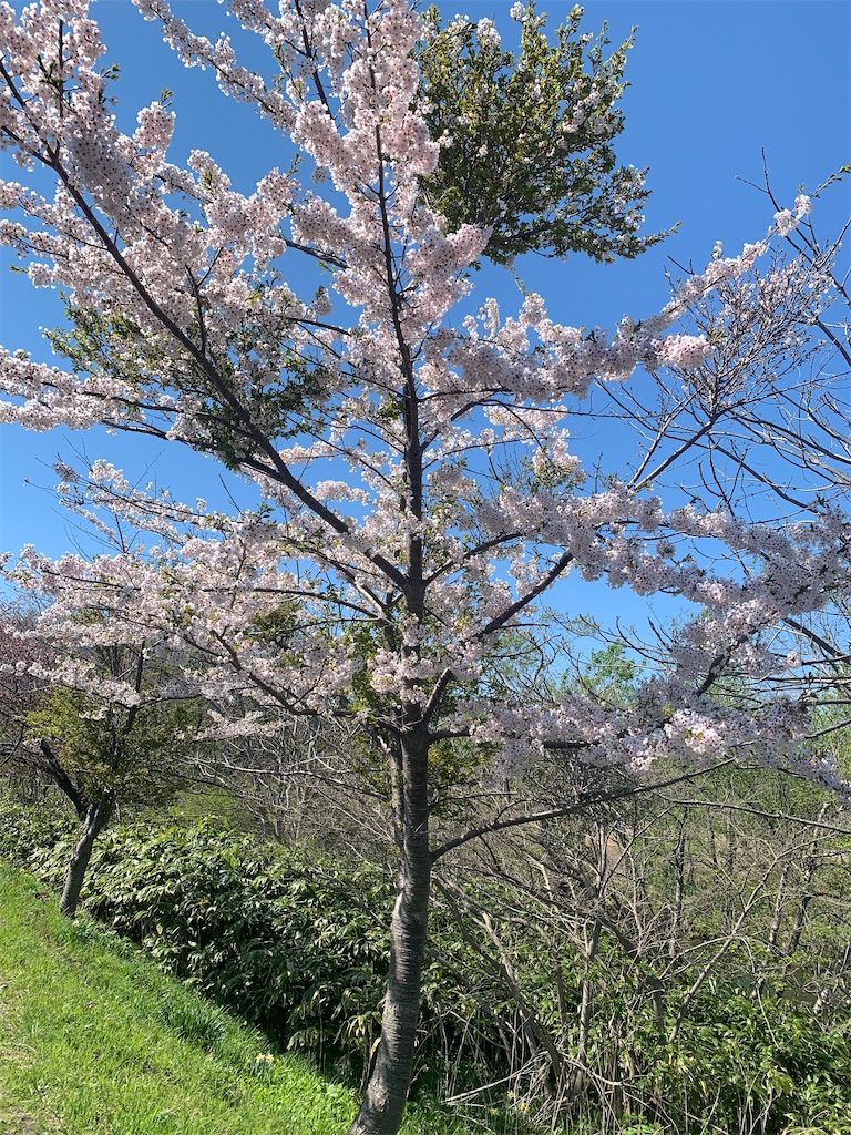 f:id:mayurin2018:20230502141439j:image