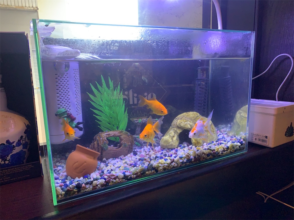 f:id:mayurin2018:20230610205912j:image f:id:mayurin2018:20230610205912j:image