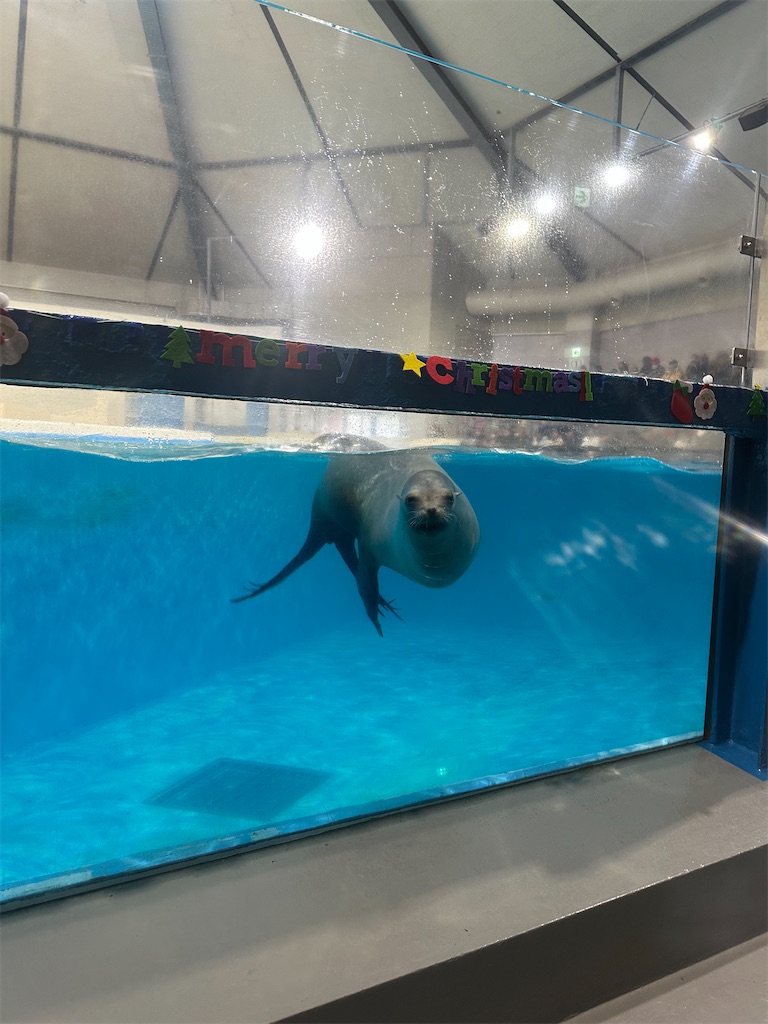 f:id:mayurin2018:20231211124809j:image f:id:mayurin2018:20231211124809j:image