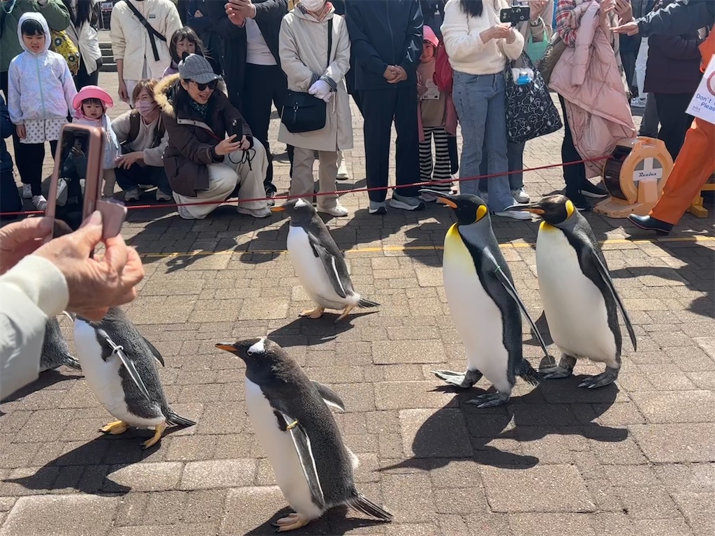 f:id:mayurin2018:20240420111032j:image f:id:mayurin2018:20240420111032j:image