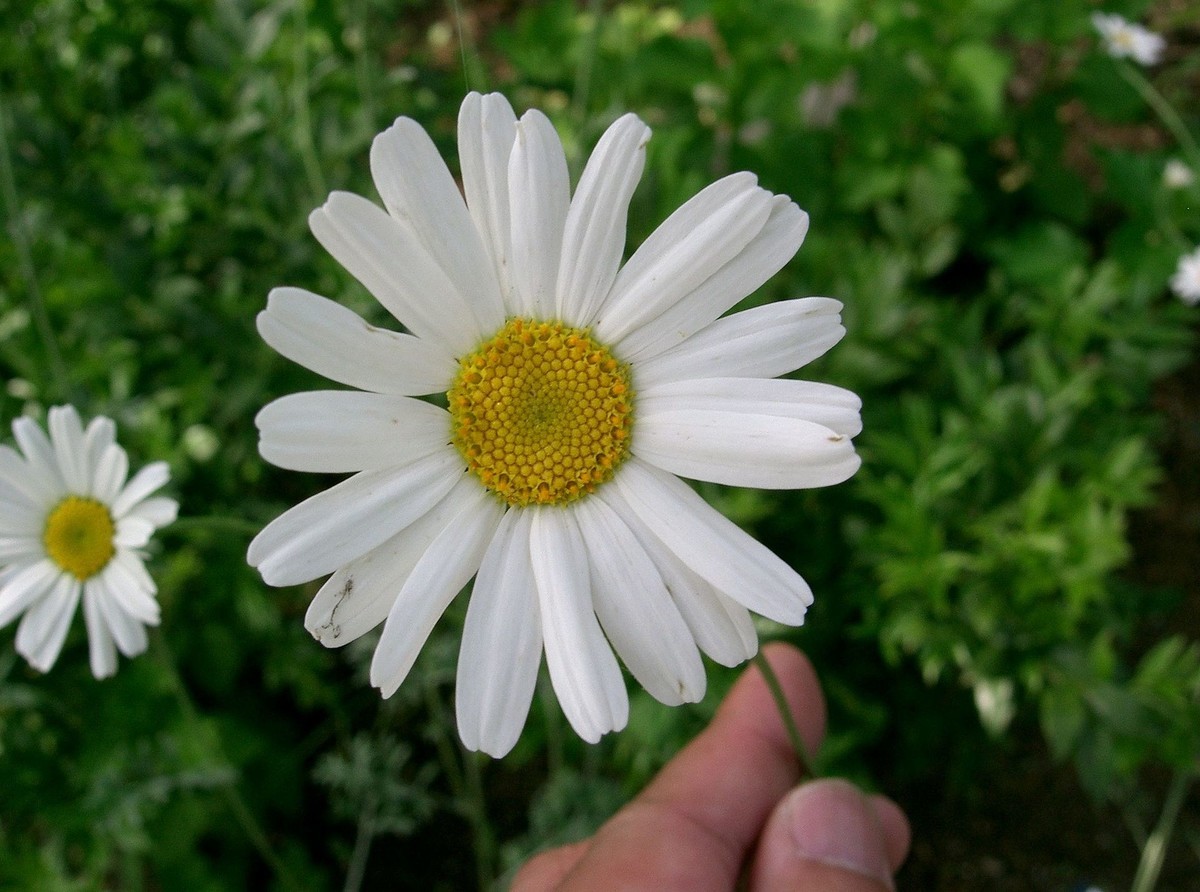 防虫菊