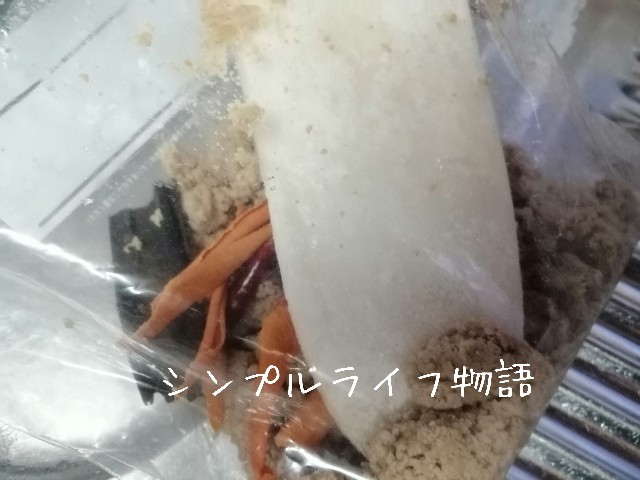 f:id:mayusachi:20191109100342j:image