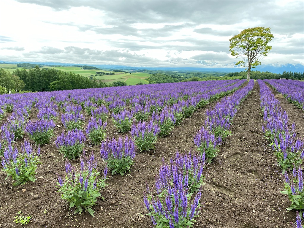 f:id:mazebronze:20200629221236j:image f:id:mazebronze:20200629221236j:image