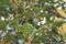 20091012122025