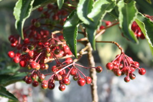 20101119134936