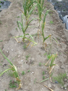 f:id:mazennda:20180523061236j:image f:id:mazennda:20180523061236j:image