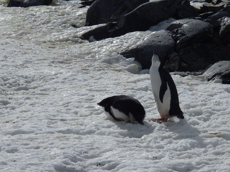 f:id:mbb-penguin:20170421212143j:plain f:id:mbb-penguin:20170421212143j:plain