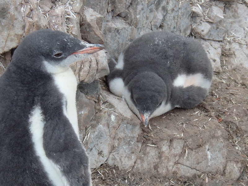 f:id:mbb-penguin:20170421212335j:plain f:id:mbb-penguin:20170421212335j:plain
