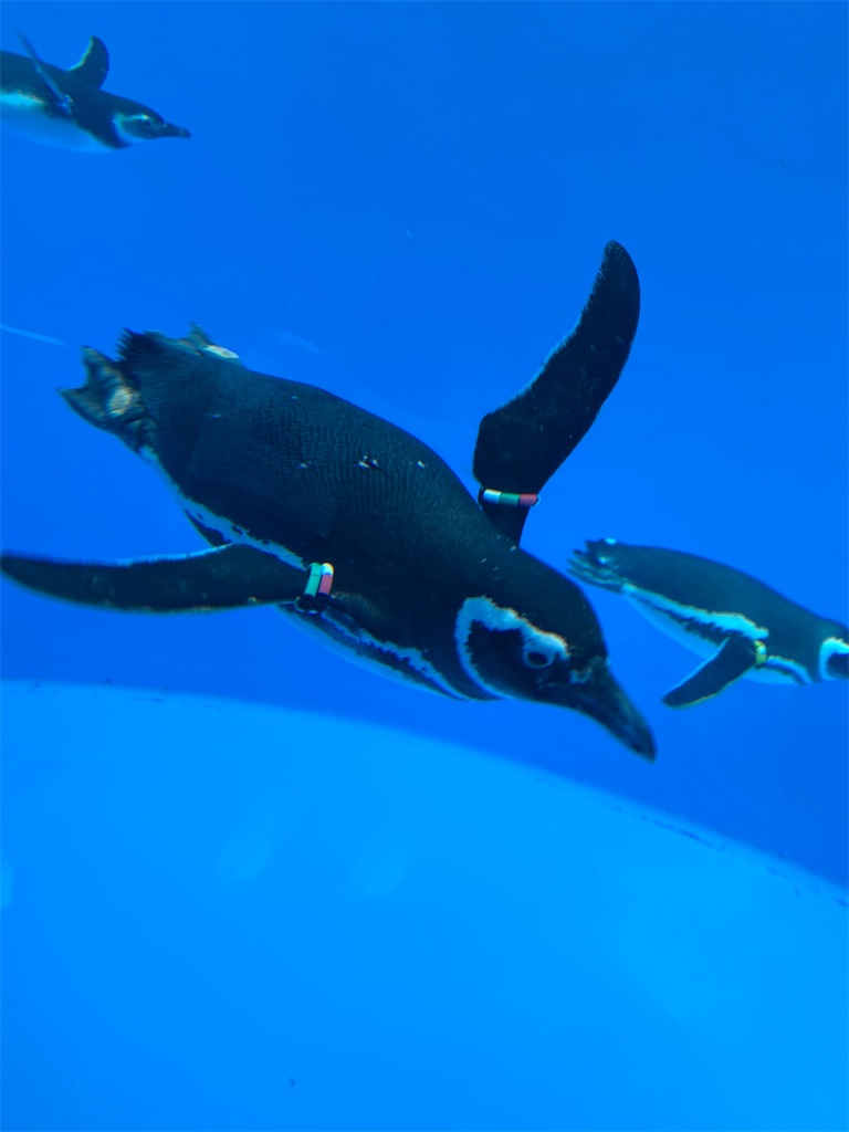 f:id:mbb-penguin:20200402215000j:plain
