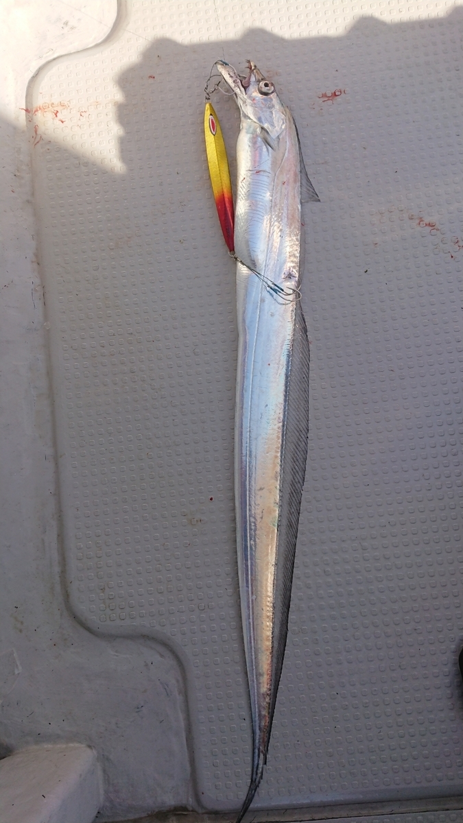 11月8日 Inシーラスカル瀬戸内海太刀魚ジギング プロショップワンピースのブログ 11月8日 Inシーラスカル瀬戸内海太刀魚ジギング プロショップワンピースのブログ