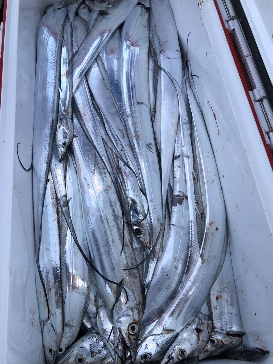 11月8日 Inシーラスカル瀬戸内海太刀魚ジギング プロショップワンピースのブログ 11月8日 Inシーラスカル瀬戸内海太刀魚ジギング プロショップワンピースのブログ