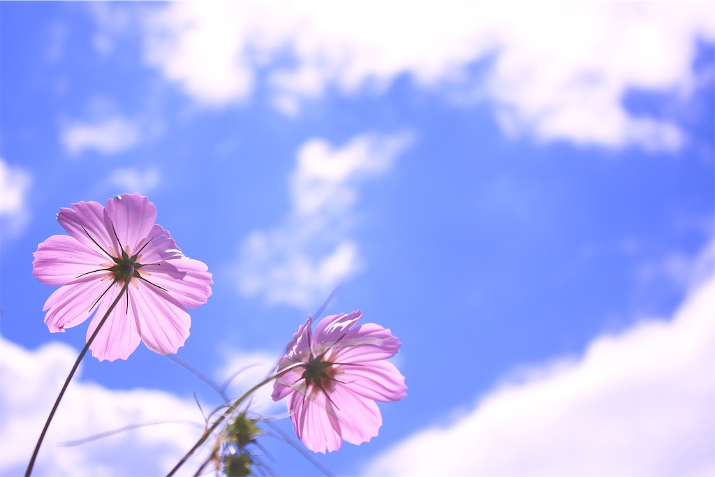 f:id:mblog47665:20190908145505j:image f:id:mblog47665:20190908145505j:image