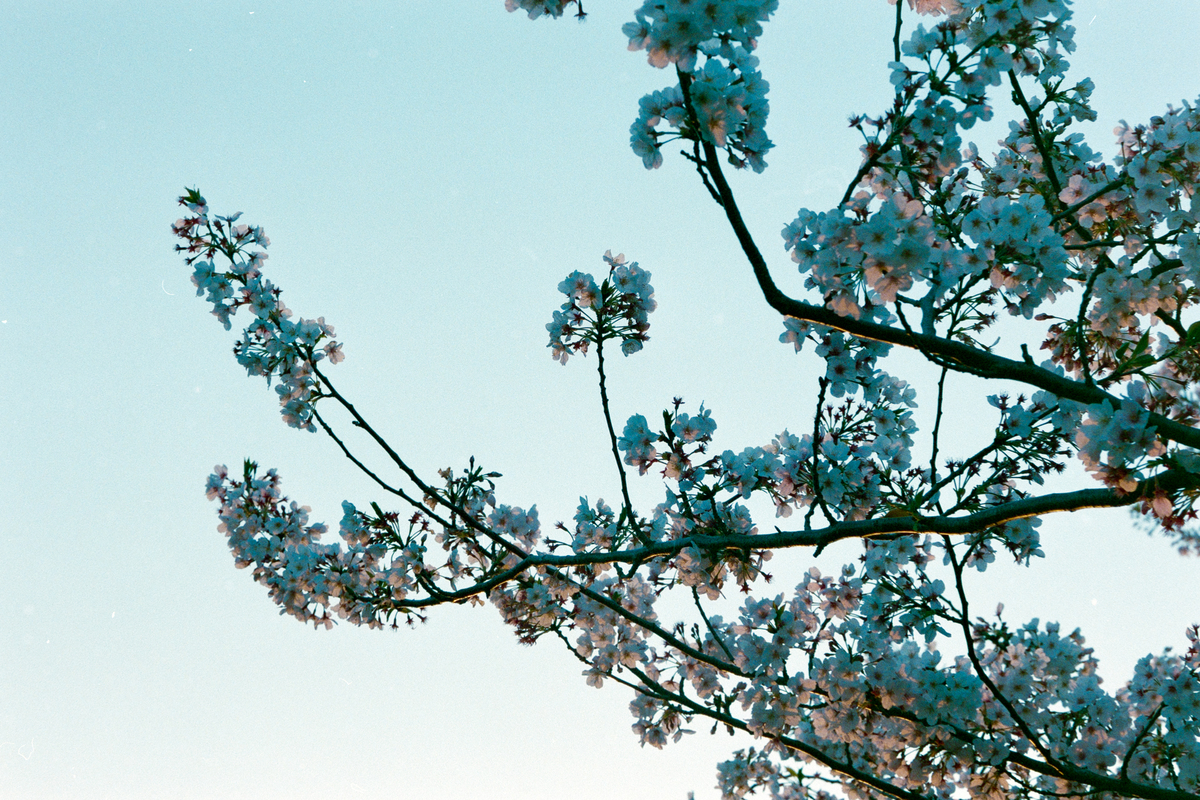 f:id:mc0116:20200501222928j:plain f:id:mc0116:20200501222928j:plain