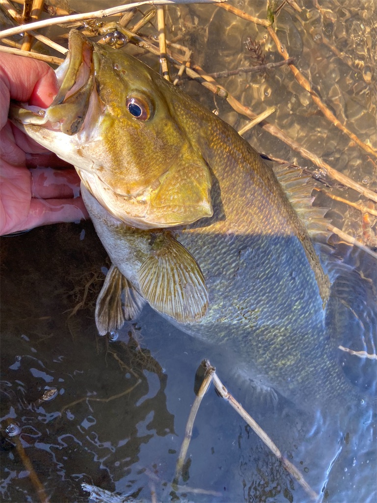f:id:mc_yashiro:20231228070405j:image f:id:mc_yashiro:20231228070405j:image