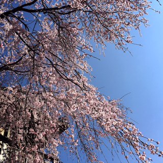 お花見 奈良公園 春日野園地 One Table