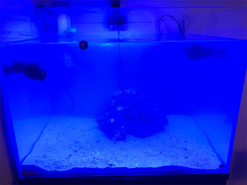 f:id:mcgioibnz:20190701191149j:image