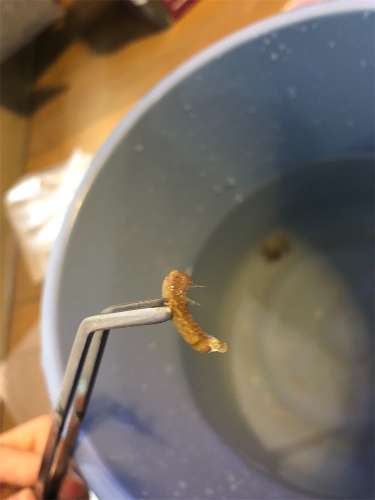 f:id:mcgioibnz:20190726190256j:image