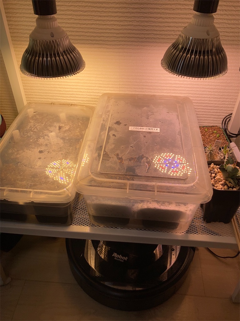 f:id:mchudai:20230320115143j:image