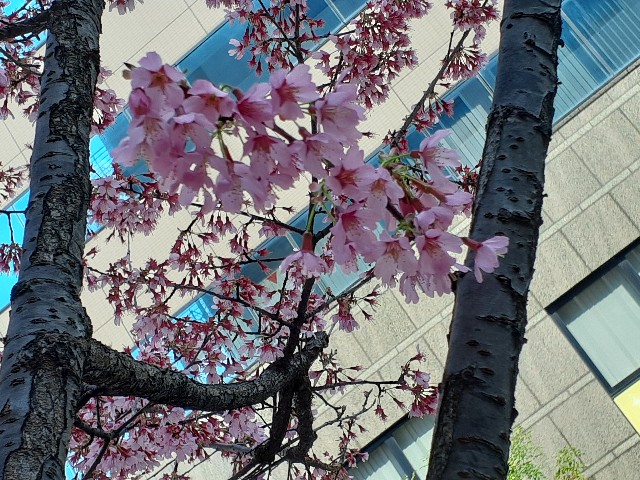 f:id:mckabu:20240420092050j:image