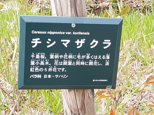 f:id:mckabu:20240507155336j:image