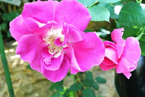 f:id:mcosme:20200308002046j:plain f:id:mcosme:20200308002046j:plain