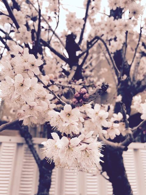 f:id:mcpgblog:20170324160124j:plain