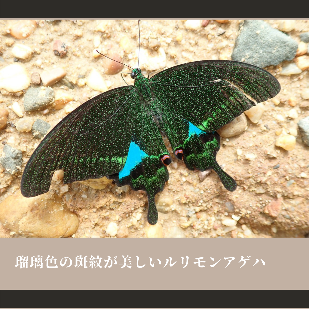 ミャンマー産シボリアゲハ チョウ♂標本 101mm鮮度抜群美麗
