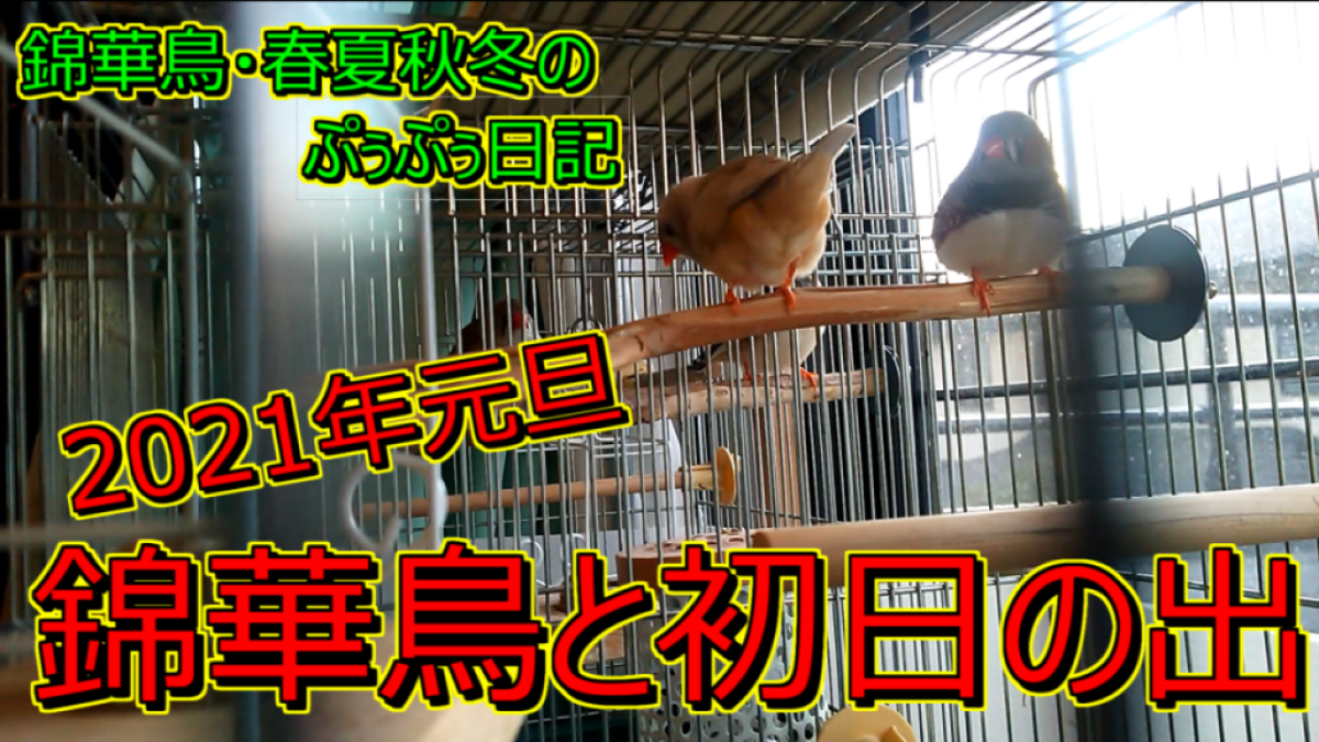f:id:mcqueeni:20210206064659p:plain