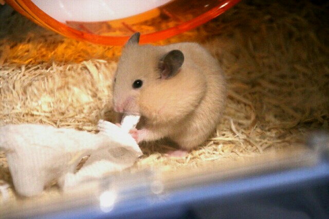 f:id:mczh:20161110075327j:plain