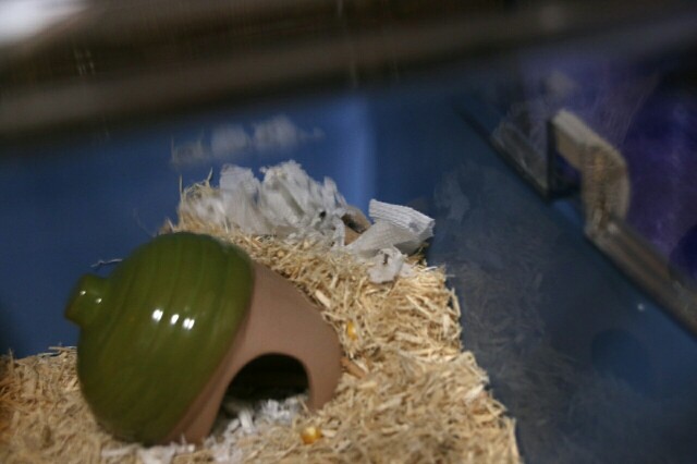 f:id:mczh:20161110225753j:plain