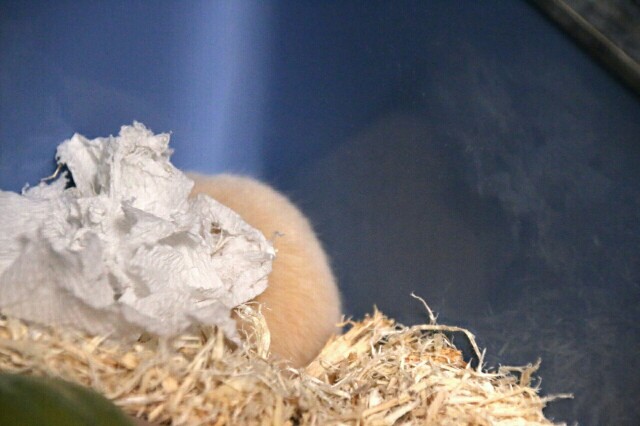 f:id:mczh:20161110225817j:plain