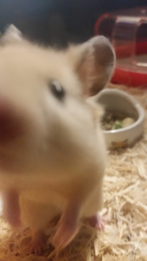 f:id:mczh:20170103193455j:plain