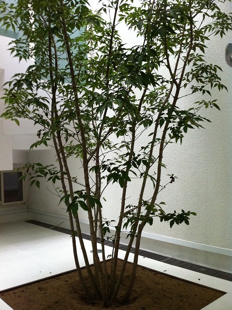 f:id:mdesign0105:20110902094221j:image:w360