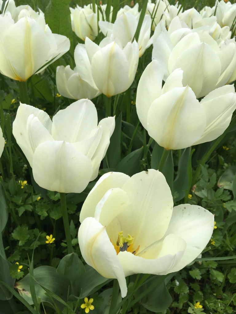 f:id:mdhugh_h:20170410211955j:plain